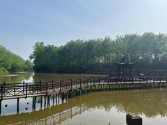 -合肥滨湖国家森林公园