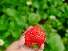 -甜心庄园·甜心草莓采摘园(西青中北店)