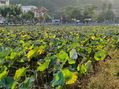 -红山村