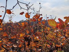 -北京西山国家森林公园