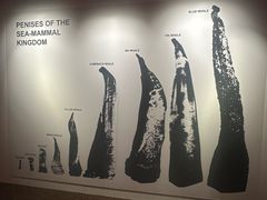 -冰岛阴茎博物馆