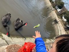 -鹅湖玫瑰文化园