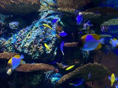 -上海海洋水族馆