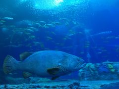 -珠海横琴长隆《卡卡虎奇遇记》