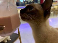 -喵园·猫主题咖啡厅·撸猫·猫咖(国贸店)