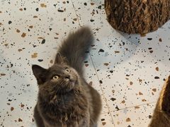 -毛绒耶耶撸宠馆·猫咖·狗咖·荷兰猪咖