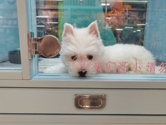 -FAELING PETS美天灵宠物(合生汇店)