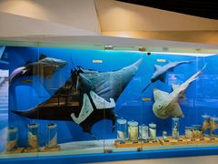 -青岛海底世界-水族馆