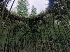 -杨家堂村