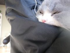 -东方名猫馆·英短金渐层布偶猫舍(环线广场1号楼店)