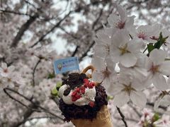 -高东镇樱花园