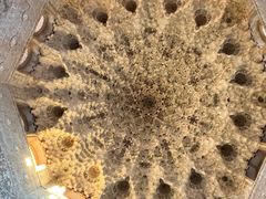-阿尔罕布拉宫