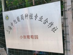 -马陆小张葡萄园农家乐