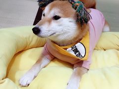 -逗柴咖啡屋·狗咖猫咖宠物桌游