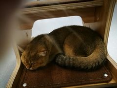 -飞行喵MR PILOT|猫舍·猫咖(静安大融城店)