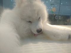 -万达广场(济南魏家庄店)