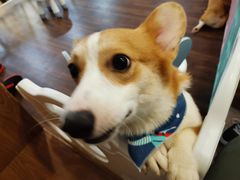 -柯斗斗主题餐厅·狗咖·围炉煮茶·茶饮(国瑞升平里店)