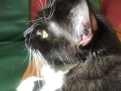 -猫色咖啡·猫咖