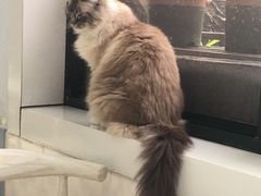 -喵的天空名猫咖啡馆·撸猫·猫舍·用品