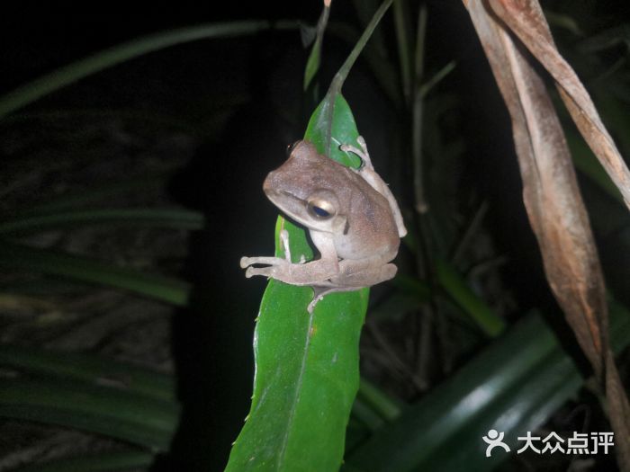深圳国际园林花卉博览园图片