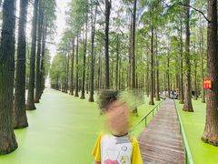 -渌洋湖湿地公园