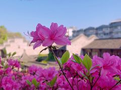 -老门东历史文化街区