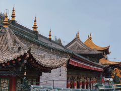 -塔尔寺菩提树