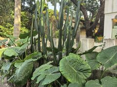 -叶氏麻糍(鼓浪屿店)