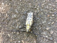 -崇明东平国家森林公园烧烤房车露营地