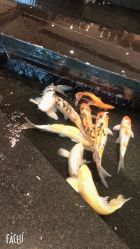 -静安洲际酒店·宴会厅