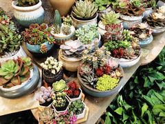 -双季花艺园艺市场(浦东店)