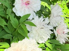 -洛阳市隋唐城遗址植物园