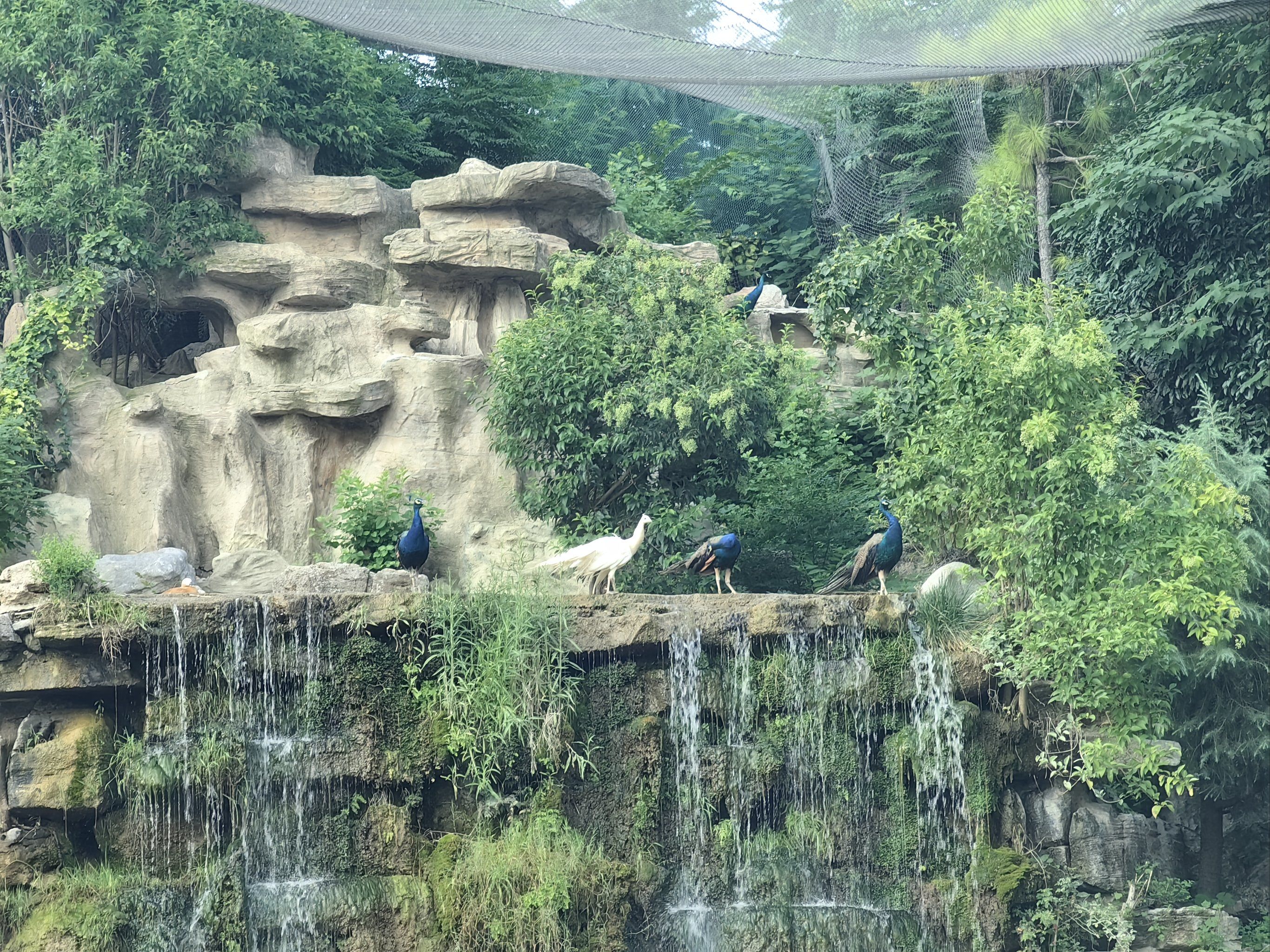 漯河神州鸟园,孩子门喜欢的乐园!