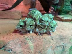 -Zoolung Zoolung动物主题公园(海信广场店)