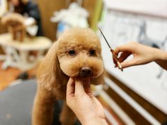 -鑫艺宠物美容培训学校