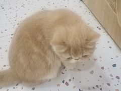 -滚猫咖啡·猫咖·猫友好撸猫(未来城店)