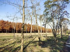 -上海海湾国家森林公园