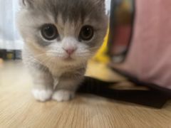 -momokira米努特·德文卷毛猫·棉花面纱犬