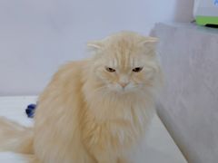 -猫咪派对(江南西店)