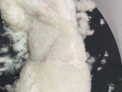 -狗不理喵子(百富路店)