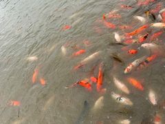 -大湾区中央湿地公园