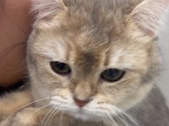 -安安宠医宠物医院·异宠·犬猫内科(岳阳分院)