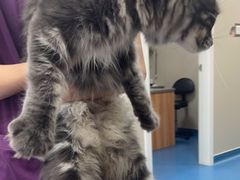 -创凡宠物医院·骨专科  猫科中心(西乡分院)