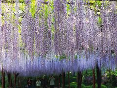 -嘉定紫藤园