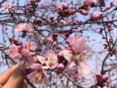 -桃花堤公园