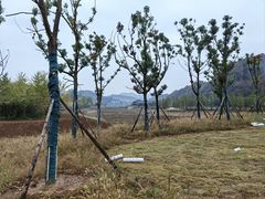-千年银杏谷文化旅游区