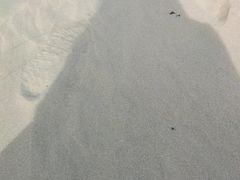 -东郊椰林