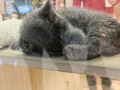 -屋虎猫馆(宝安大仟里店)