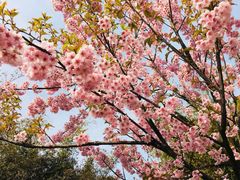 -麦霸KTV(光谷店)