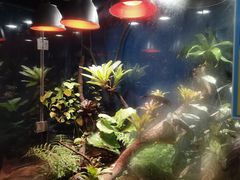 -上海大自然野生昆虫馆(东方明珠·爬宠昆虫探索中心)